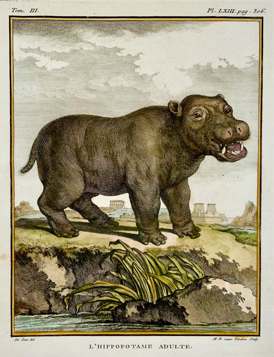 1766 De Seve; Tardieu HIPPOPOTOMUS large QUARTO edition hand colored engraving - Mammal