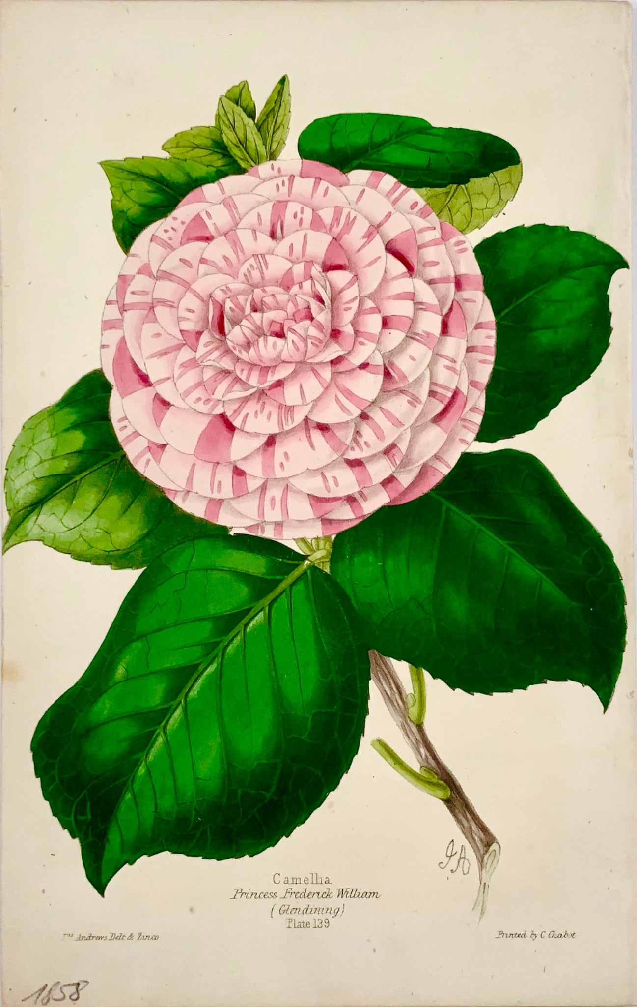 1859 CAMELLIA; James Andrews - Exquisite hand colour - As such RARE - Botany