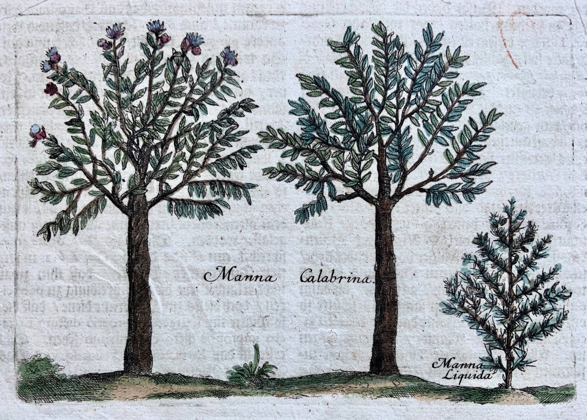 1704 Calabrian Manna - M. Valentini (1657-1729) - copper engraving - Botany