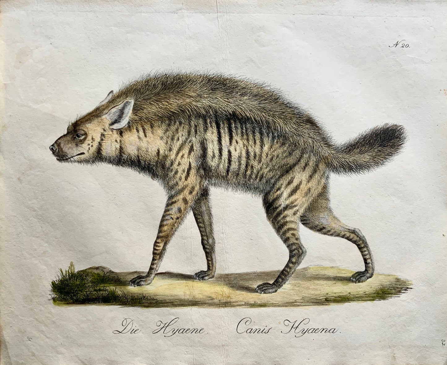 1816 HYENA - Imp. folio 42.5 cm 'Incunabula of Lithography' - Mammal