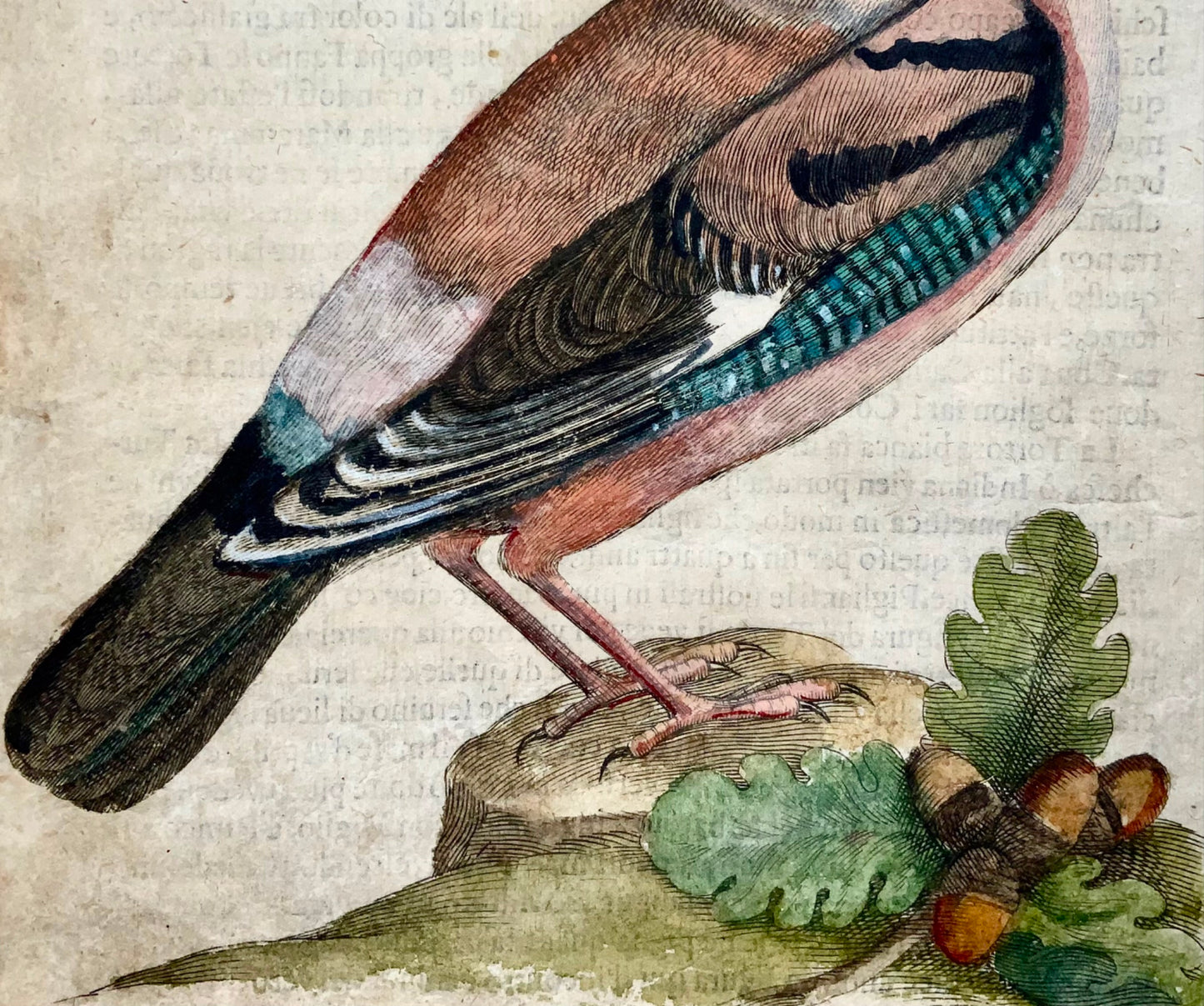 1622 Jay, Ornitologia, Antonio Tempesta; Fr. Villamena, Maestro dell'Incisione