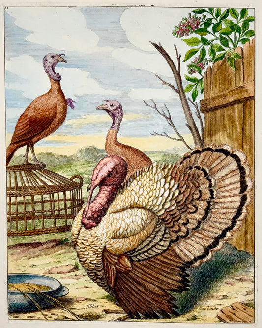 1673 Turkey, Poultry, Nicolas Robert, folio etching in hand colour