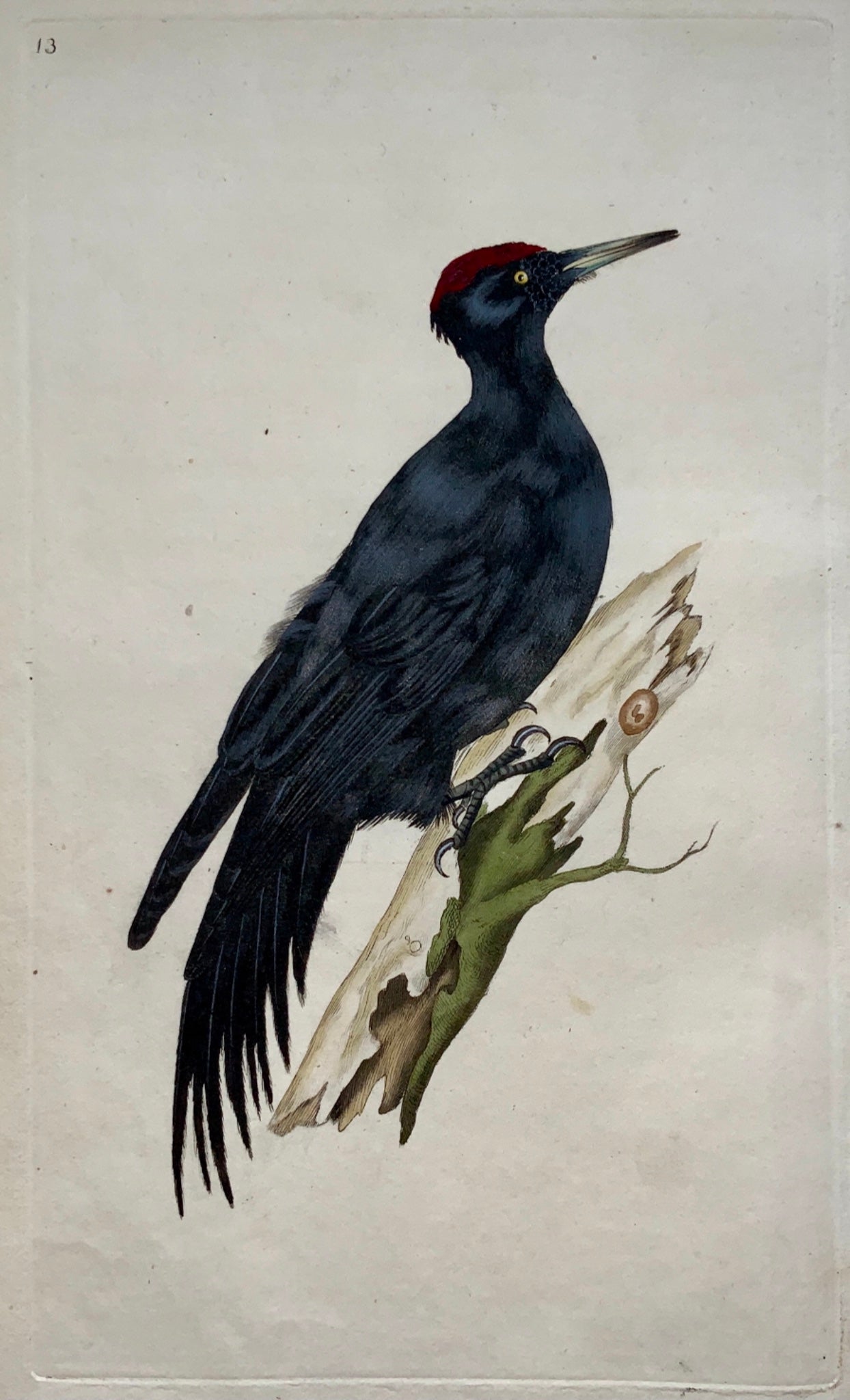 1794 Edward Donovan - WOODPECKER Ornithology - hand coloured copper engraving