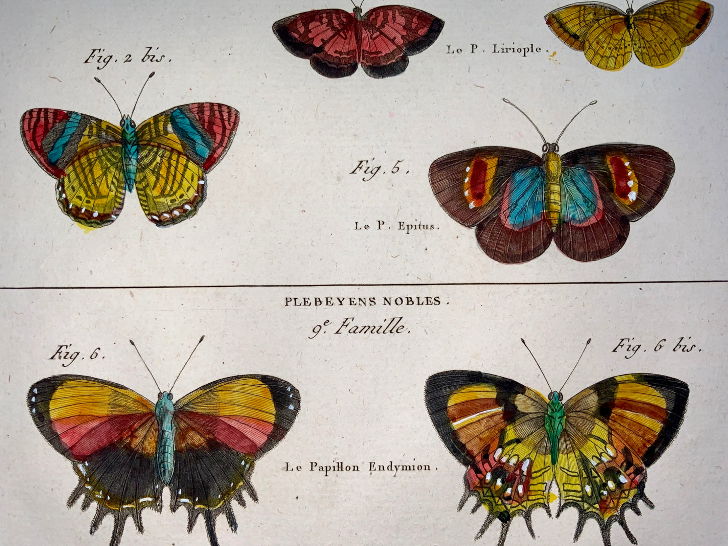 1794 Latreille; Handcol quarto copper engraving Butterflies ‘Nymphes Aveugles’