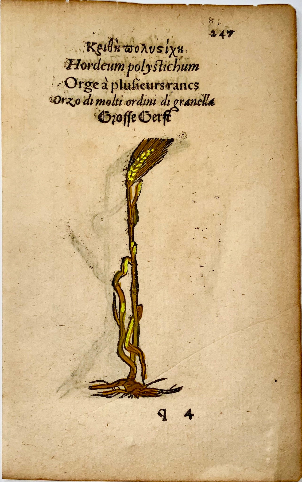 1551 Barley, Leonhard Fuchs, 2 woodcuts, hand colour, grain, botany