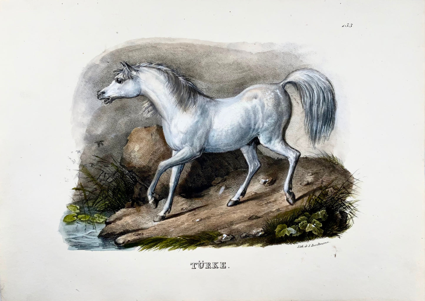 1824 Turkish horse, Turkmene, K.J. Brodtmann, hand colored, folio lithograph, mammal