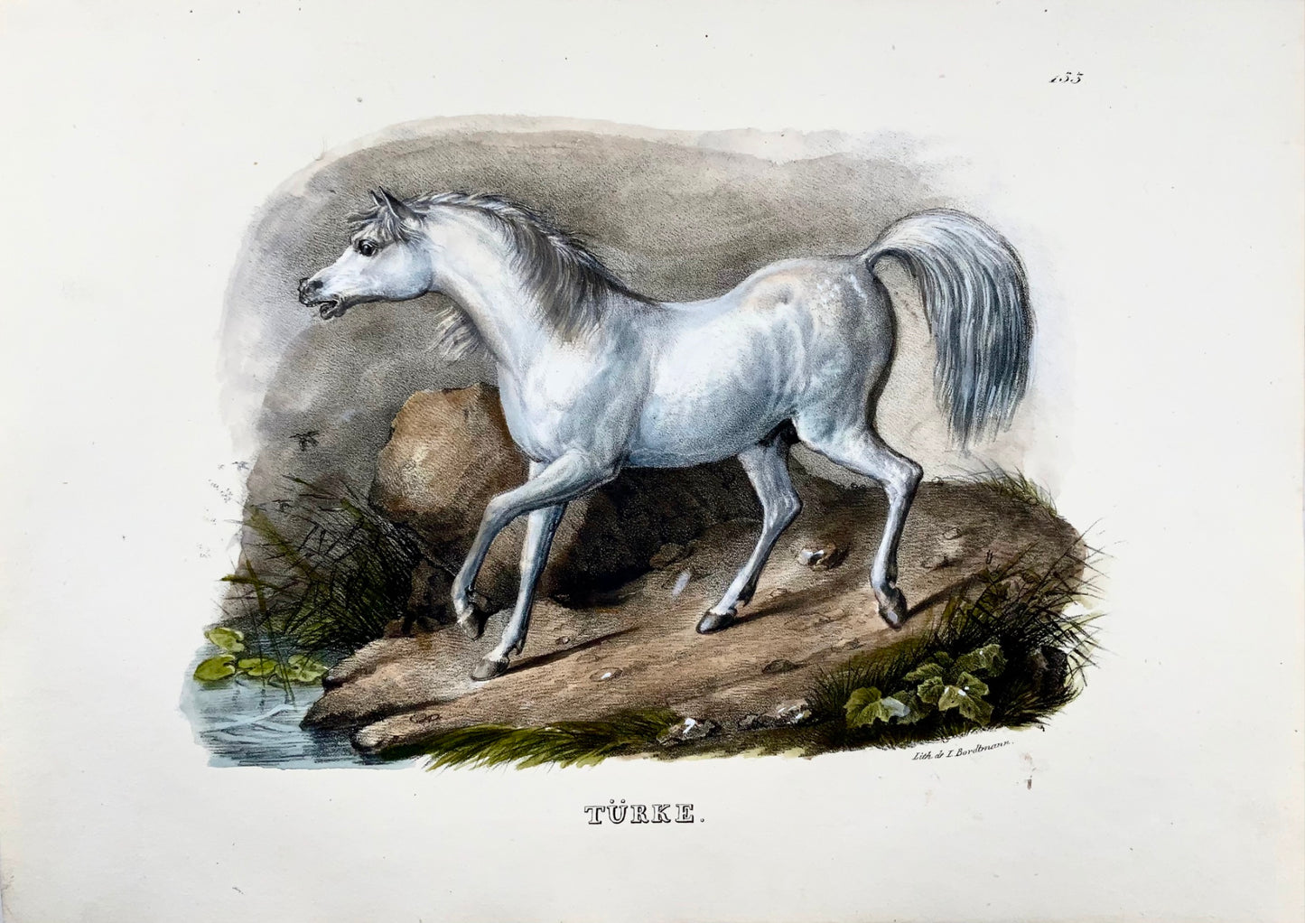 1824 Cavallo turco, Turkmene, KJ Brodtmann, colorato a mano, litografia in folio, mammifero