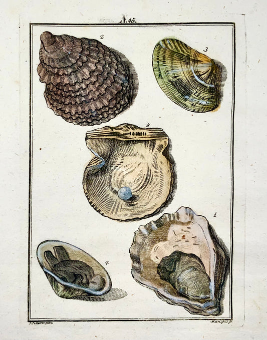 1790 Ostriche Cozze Conchiglie di madreperla - Joh. Incisione colorata a mano di Sollerer