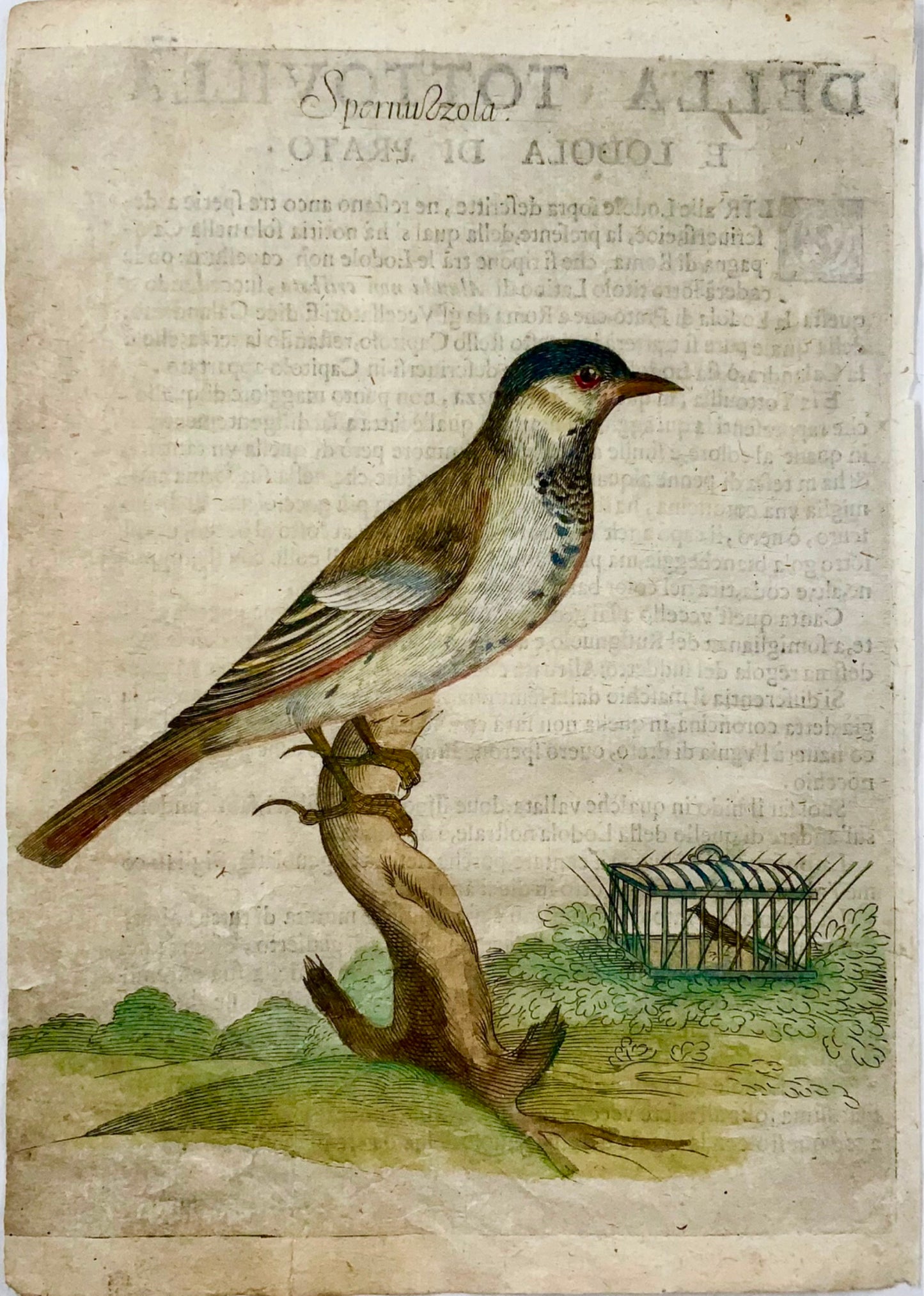 1622 Blue Tit, Ornithology, Ant. Tempesta; F. Villamena, Master Engraving