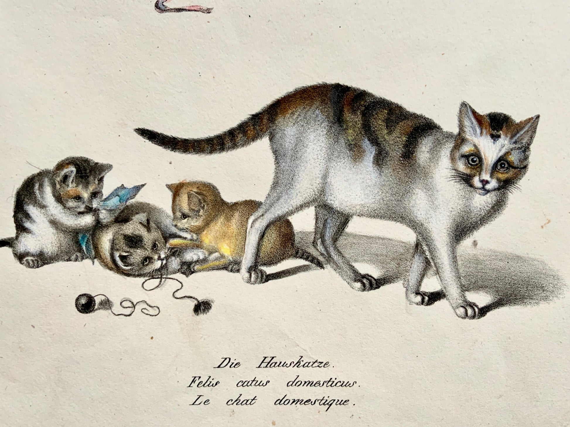 1824 Domestic Cats - Brodtmann; Gottfried Mind - hand colored stone lithography - Mammals