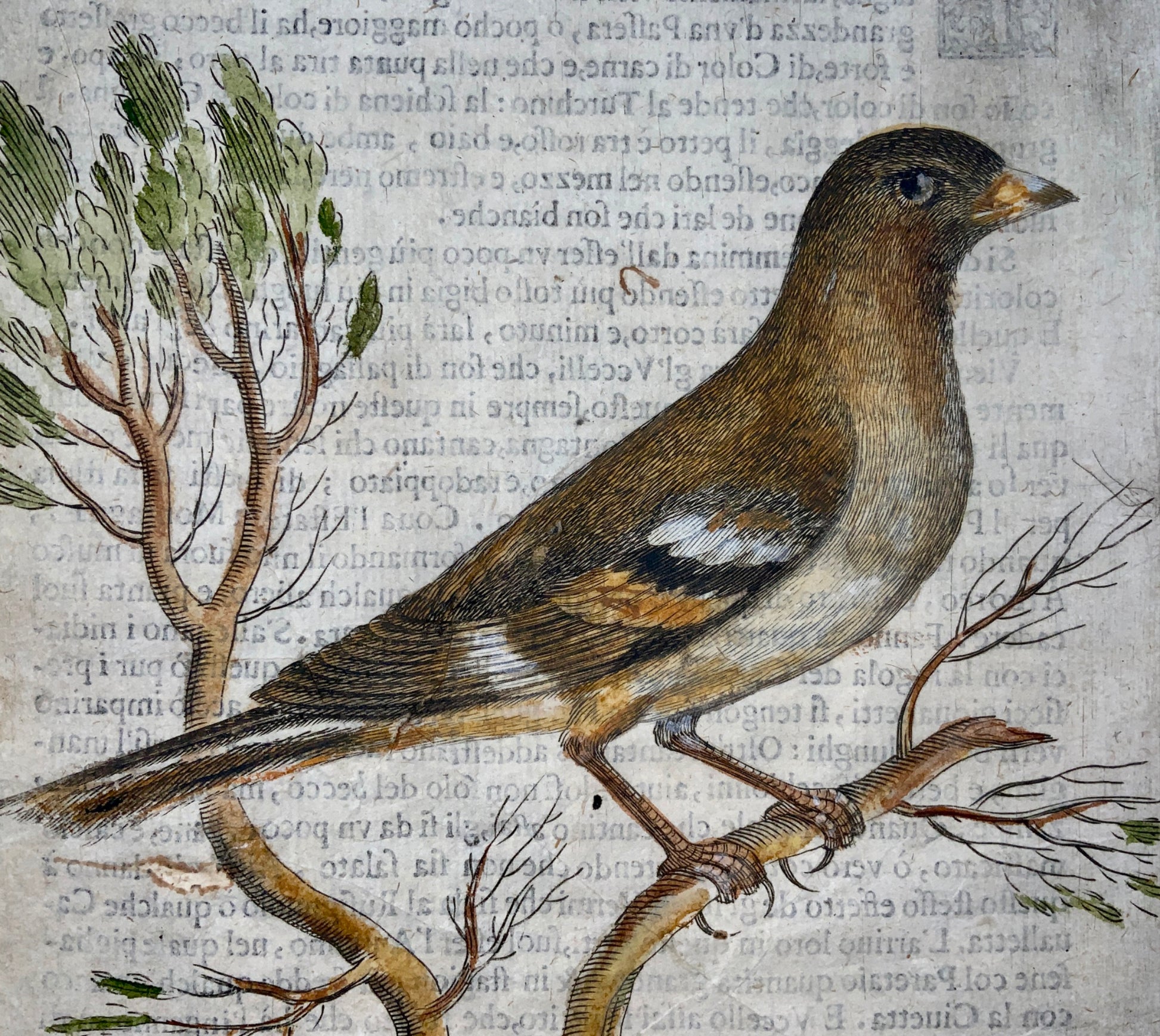 1622 Antonio Tempesta; Fr. Villamena Fanello MOUNTAIN FINCH Master Engraving - Ornithology