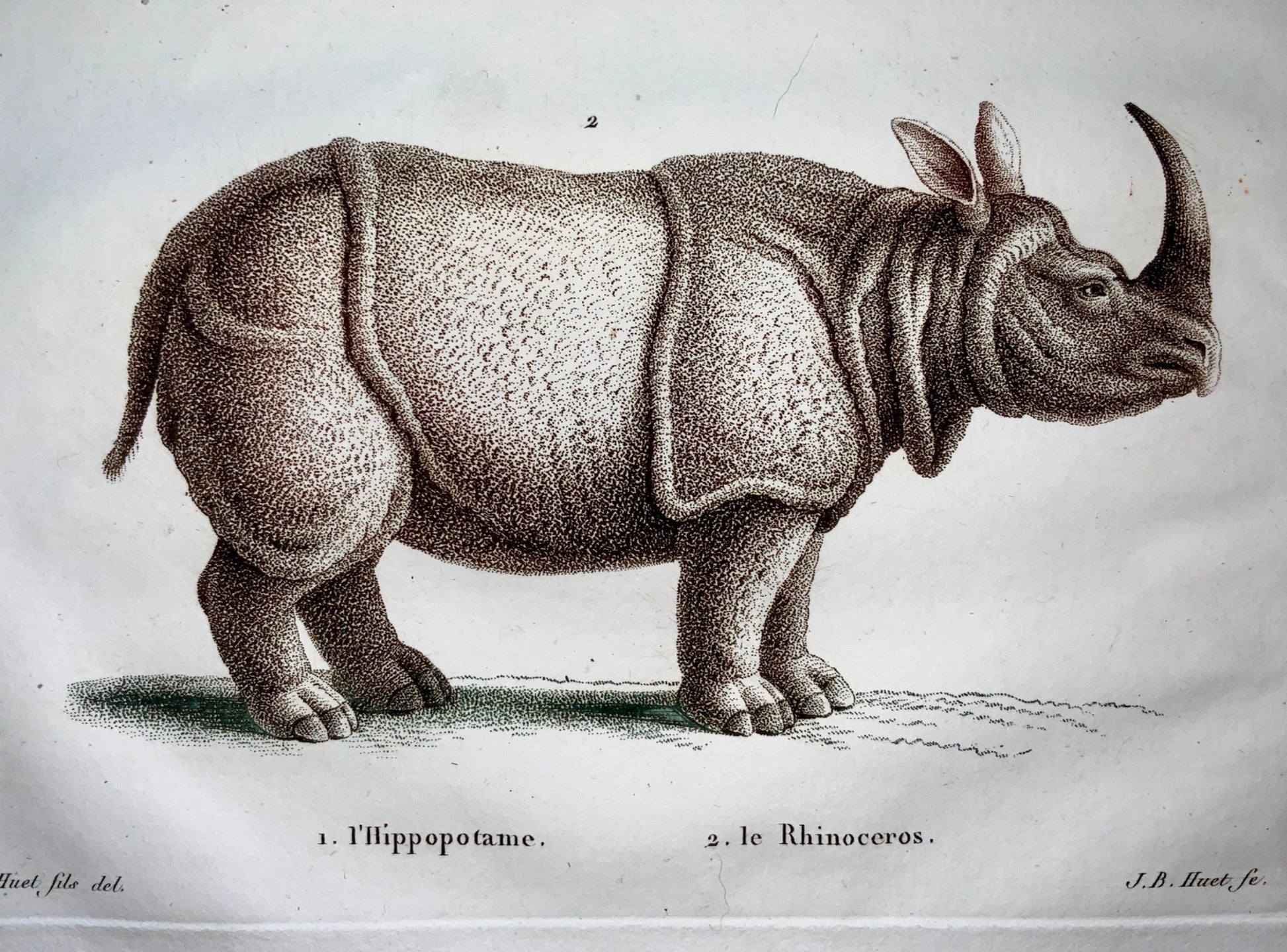 Jean Baptiste Huet [1745-1811] HIPPOPOTAMUS RHINOCEROS Coloured stipple - Zoology