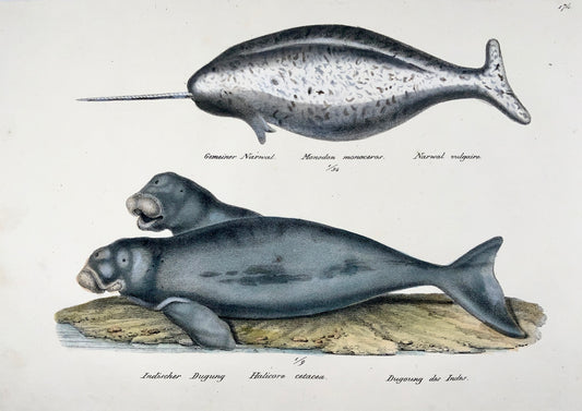 1833 H. Schinz (1777-1861) WHALES Narwal Dugong etc. - Handcol. lithograph - Mammals