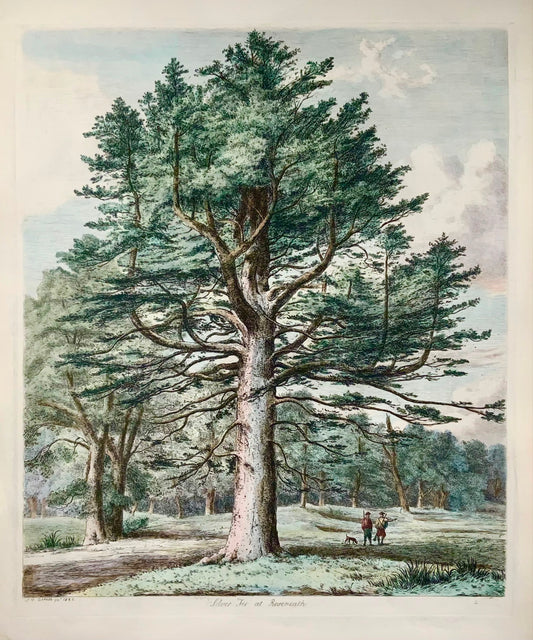 1826 Abete bianco, Pino, Jacob Strutt, Imp. Folio 55 cm, acquaforte, colore a mano, dendrologia