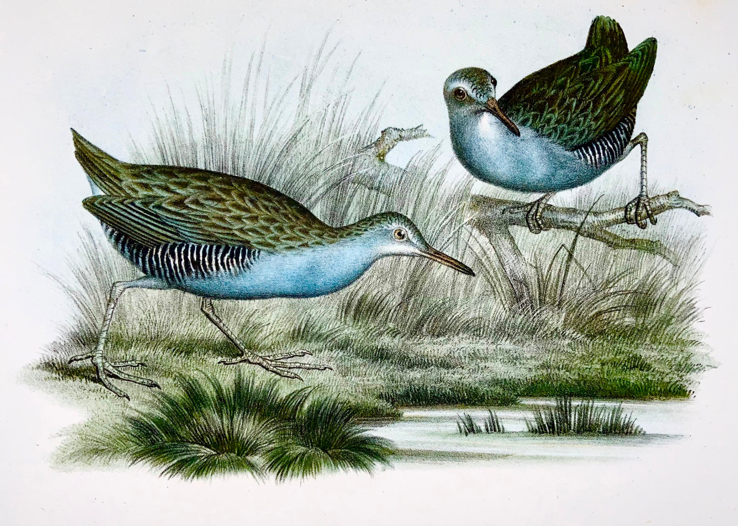 1860 WATER RAIL, CRAKE Birds - Fitzinger FOLIO colour lithograph
