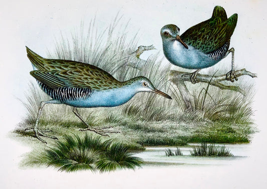 1860 RAIL D'EAU, CRAKE Oiseaux - Lithographie couleur Fitzinger FOLIO