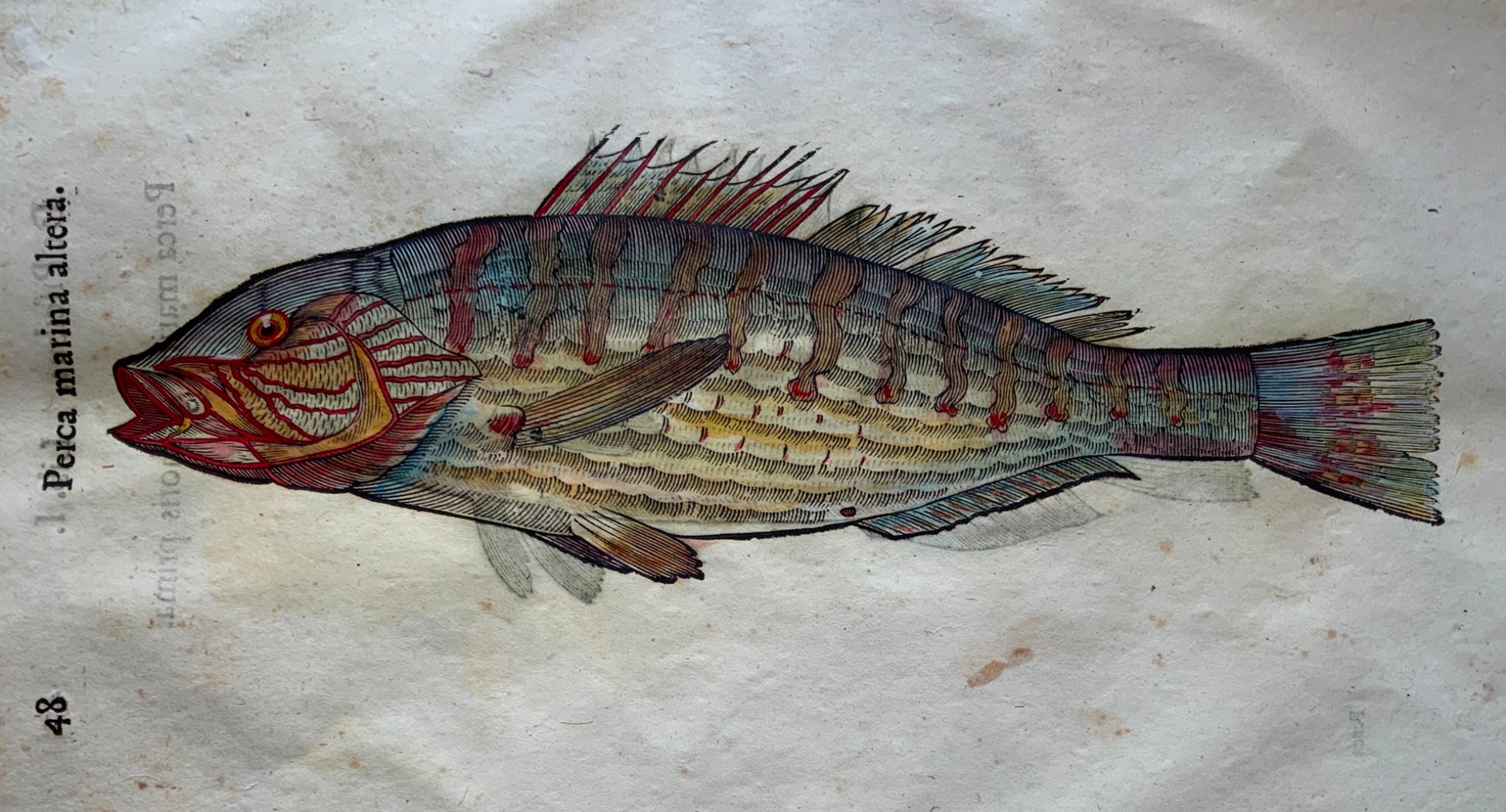 Coriolano; Aldrovandi - 2 Large folio woodcut leaf - PERCH Fish - Handcol - 1638