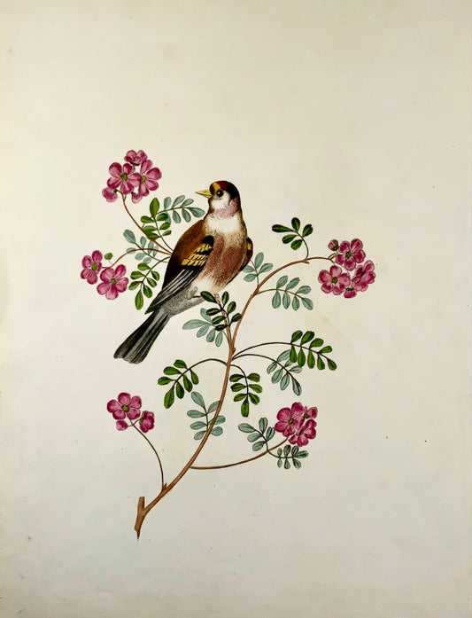 1819 George Brookshaw (nato nel 1751), ornitologia, Cardellino, bordo foliato 
