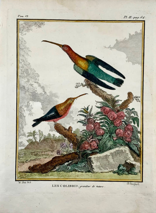 1779 di Seve; Colibri COLIBRI - Ornitologia - 4to Incisione Edn di grandi dimensioni