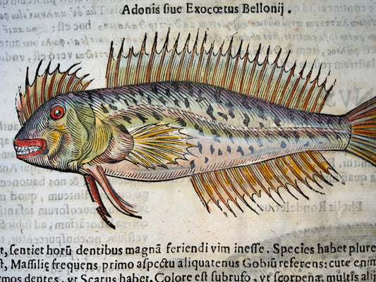 1638 Weever, poisson à nageoires rayonnées, Aldrovandi, grande feuille in-folio avec 3 gravures sur bois