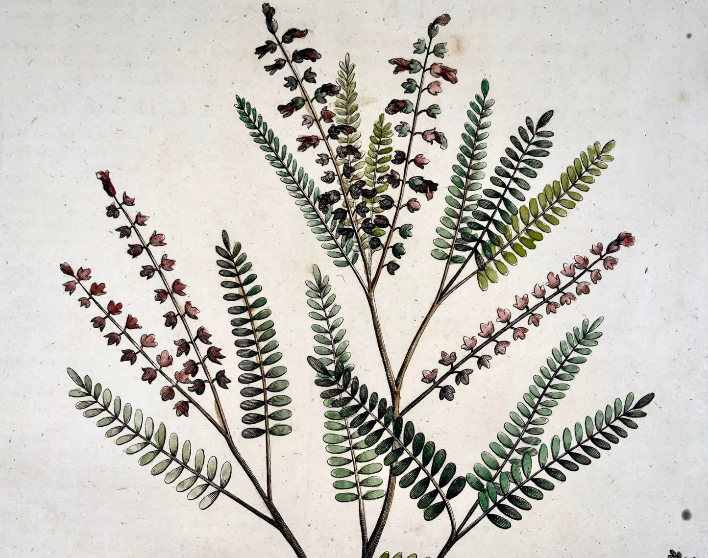 1696 Abraham Munting - Folio botanical - Glycyrrhiza Americana
