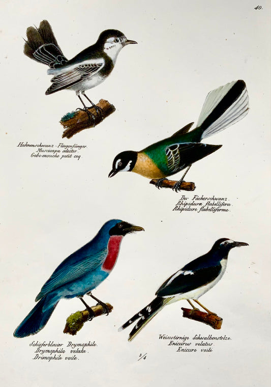 1830 Mangiamosche, Formicaio, ornitologia, Brodtmann, litografia in folio colorata a mano