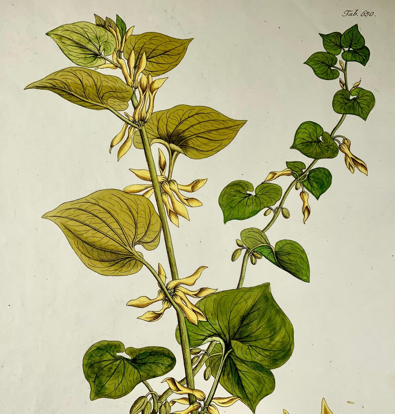 1788 JJ Plenck, Aristolochia Clematitis, Birthwort, Grand folio, Coloré à la main, botanique
