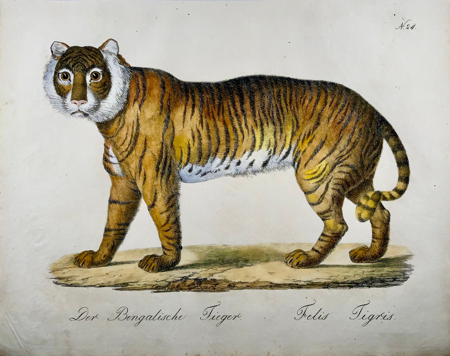 1816 Bengal Tiger, Imp. Folio 'Incunabula of Lithography' Hand Color - Mammal