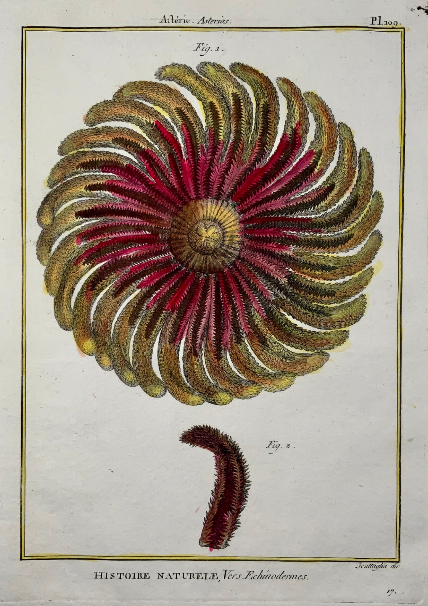 1789 Scattaglia - Sea Star STARFISH Asterias - Quarto - Hand colour