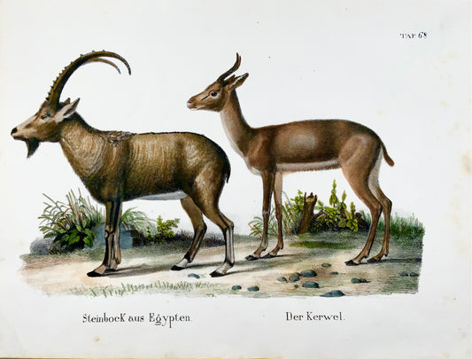 1830 Ibex, Capra, Goats, Schinz, hand colored, folio, stone lithograph, mammals