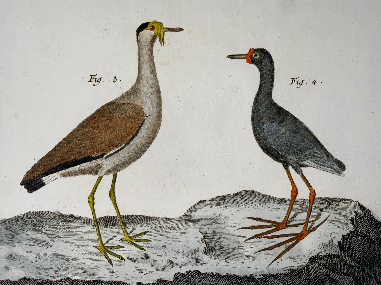 1751 Lawing, Jacana, Plover, ornitologia, Martinet, foglio grande, colore a mano