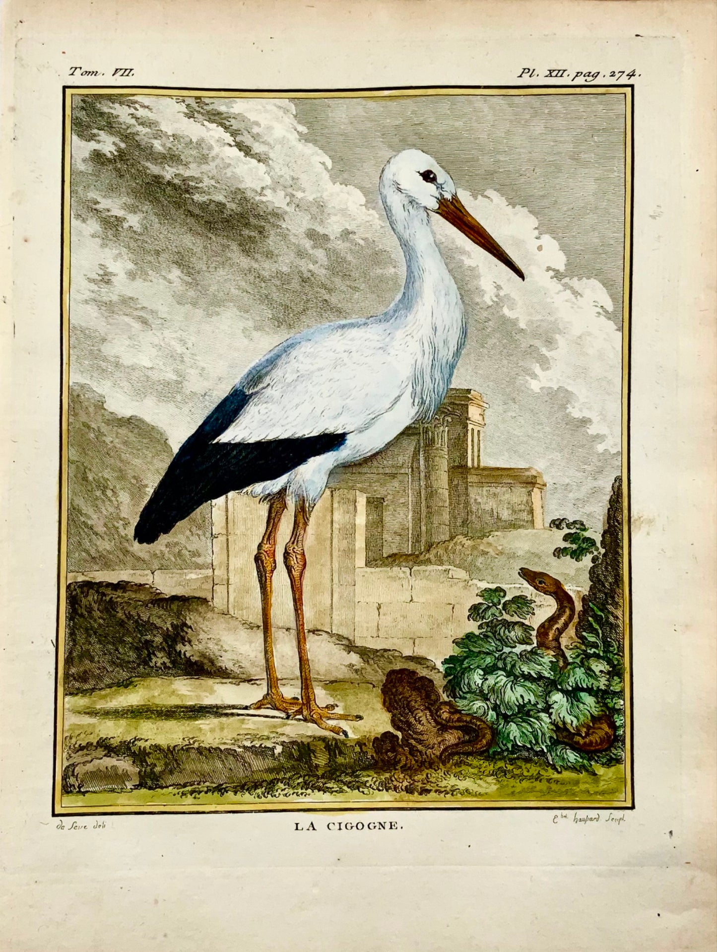 1779 de Seve - STORK Bird - Ornithology - 4to Large Edn engraving
