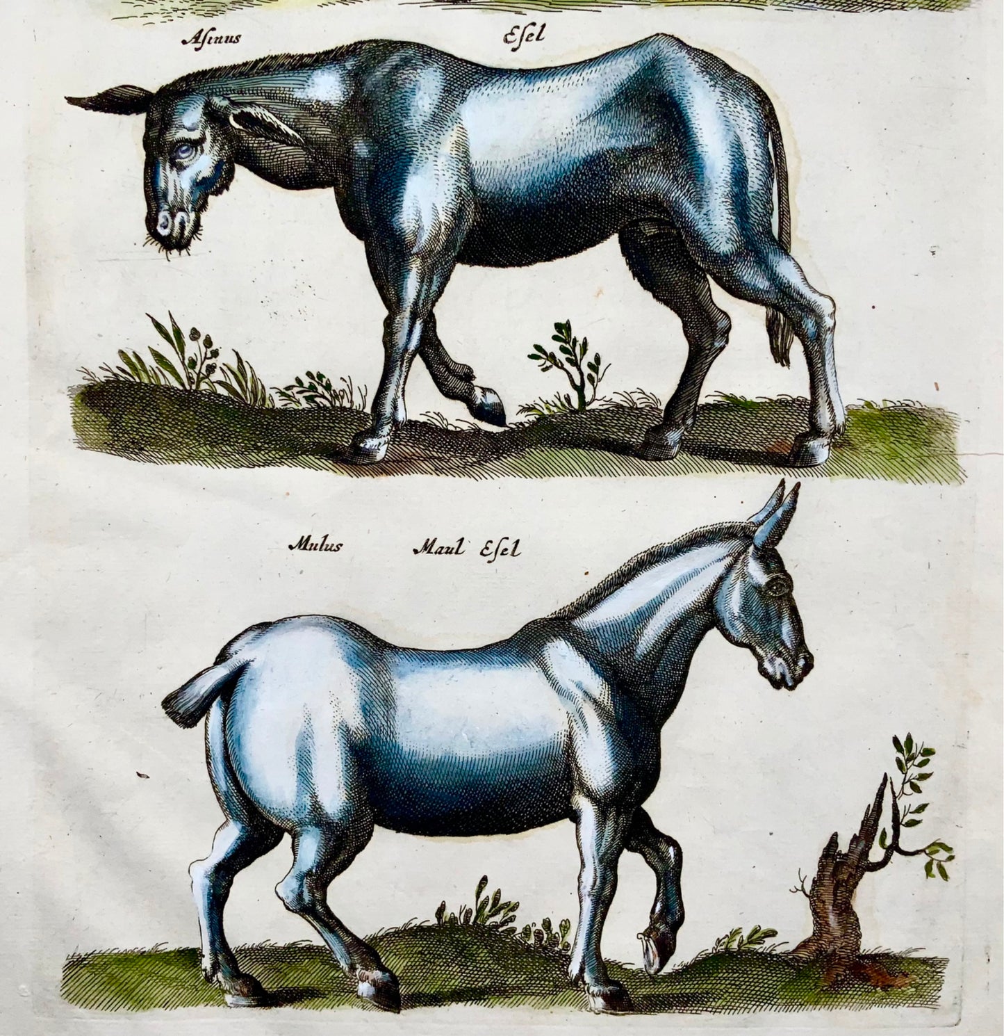 1657 Cheval, Mulet, Âne, Mat. Merian, in-folio, gravure coloriée à la main, mammifères