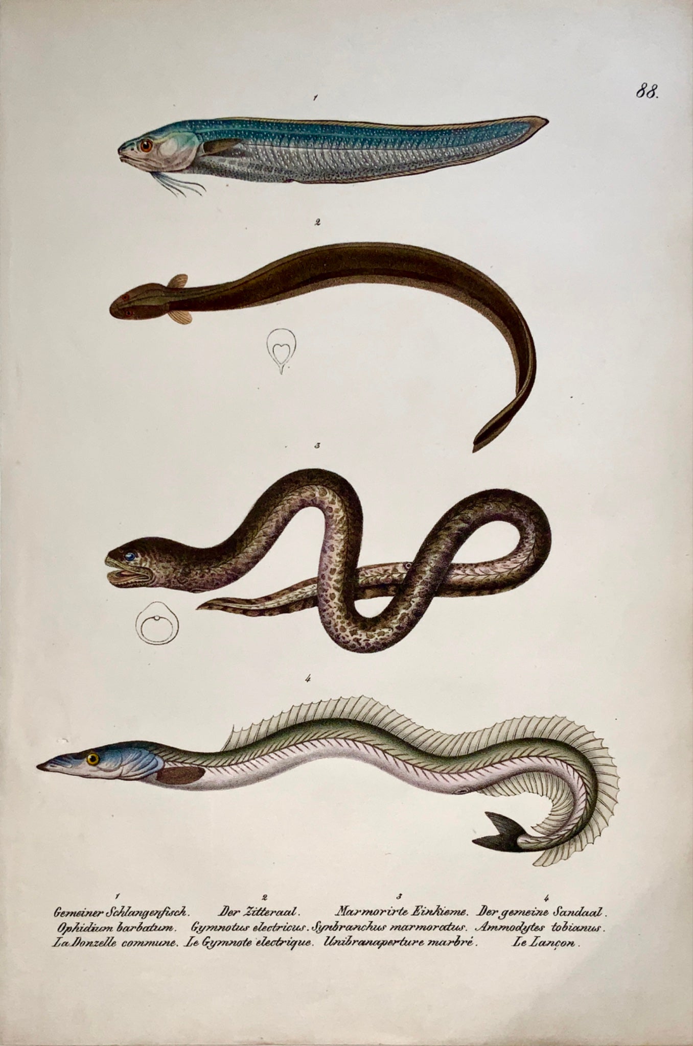 1833 H. Schinz (1777-1861) EEL Lance Fish - Handcol. stone lithograph