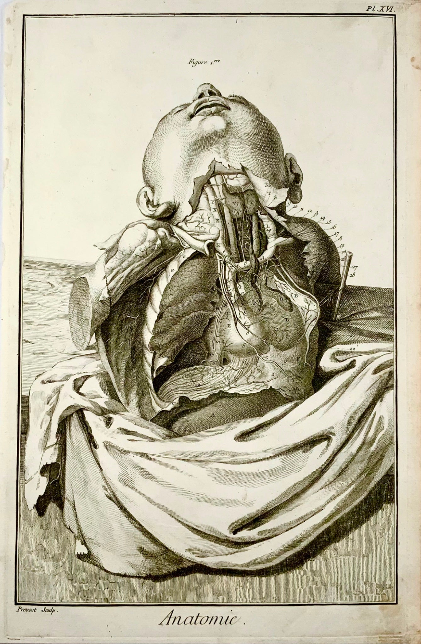 1777 Anatomia, secondo Haller, arterie del torace, foglio alto