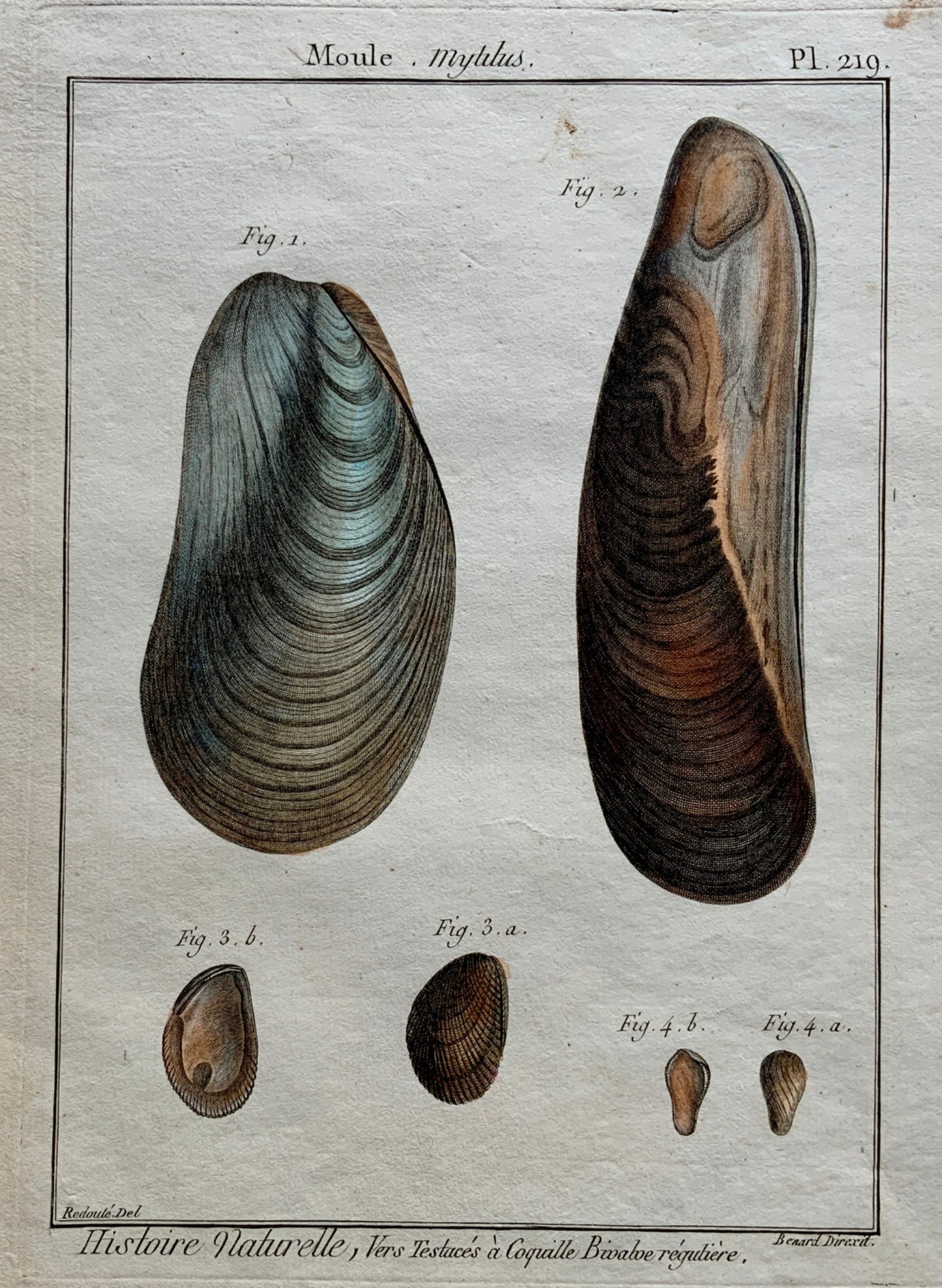 1789 Lamarck; Redoute - MOULE Shell Mussel - Conchology - Hand colour