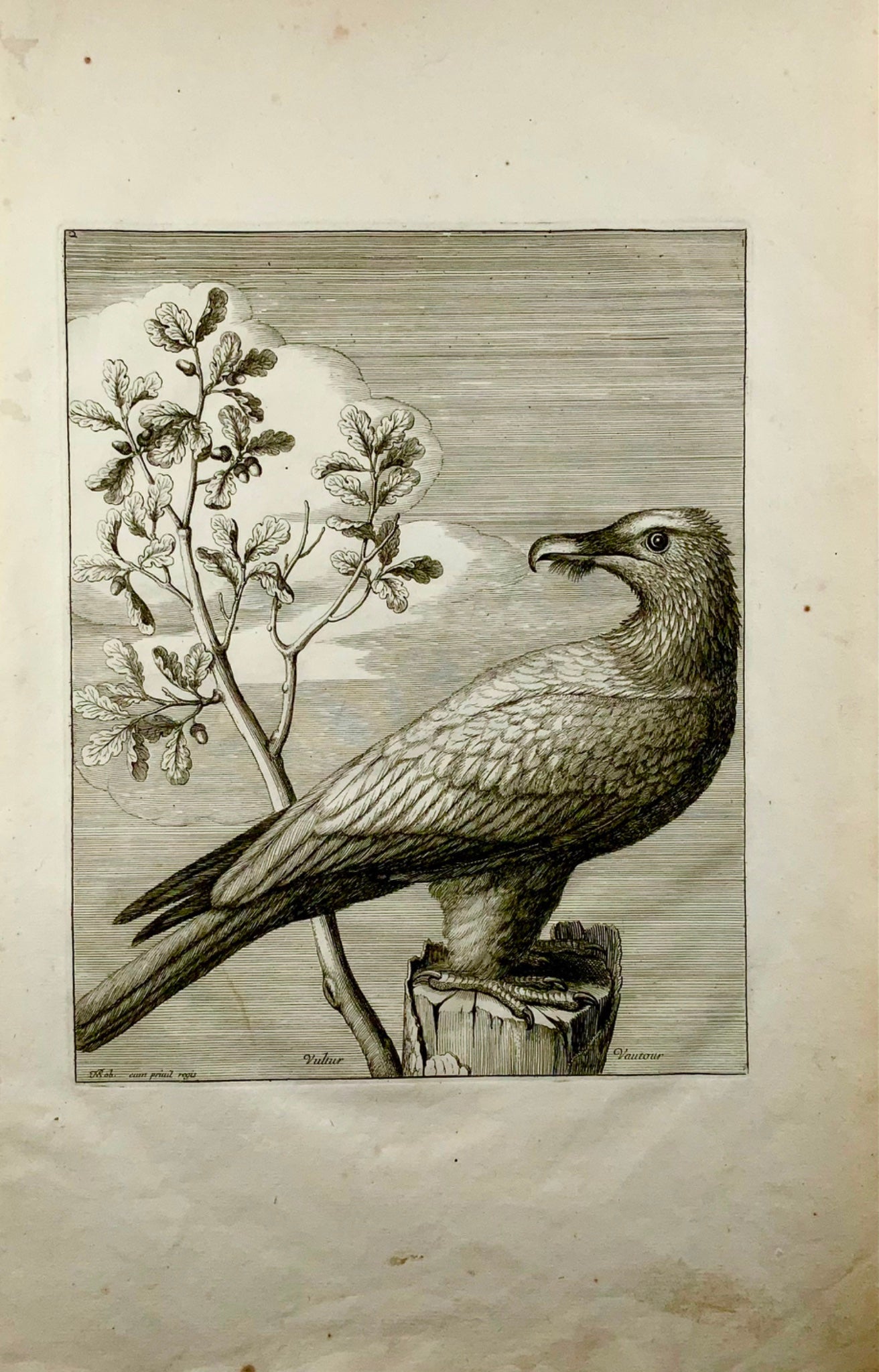 1673 Vulture, Birds of Prey, Nicolas Robert, folio etching