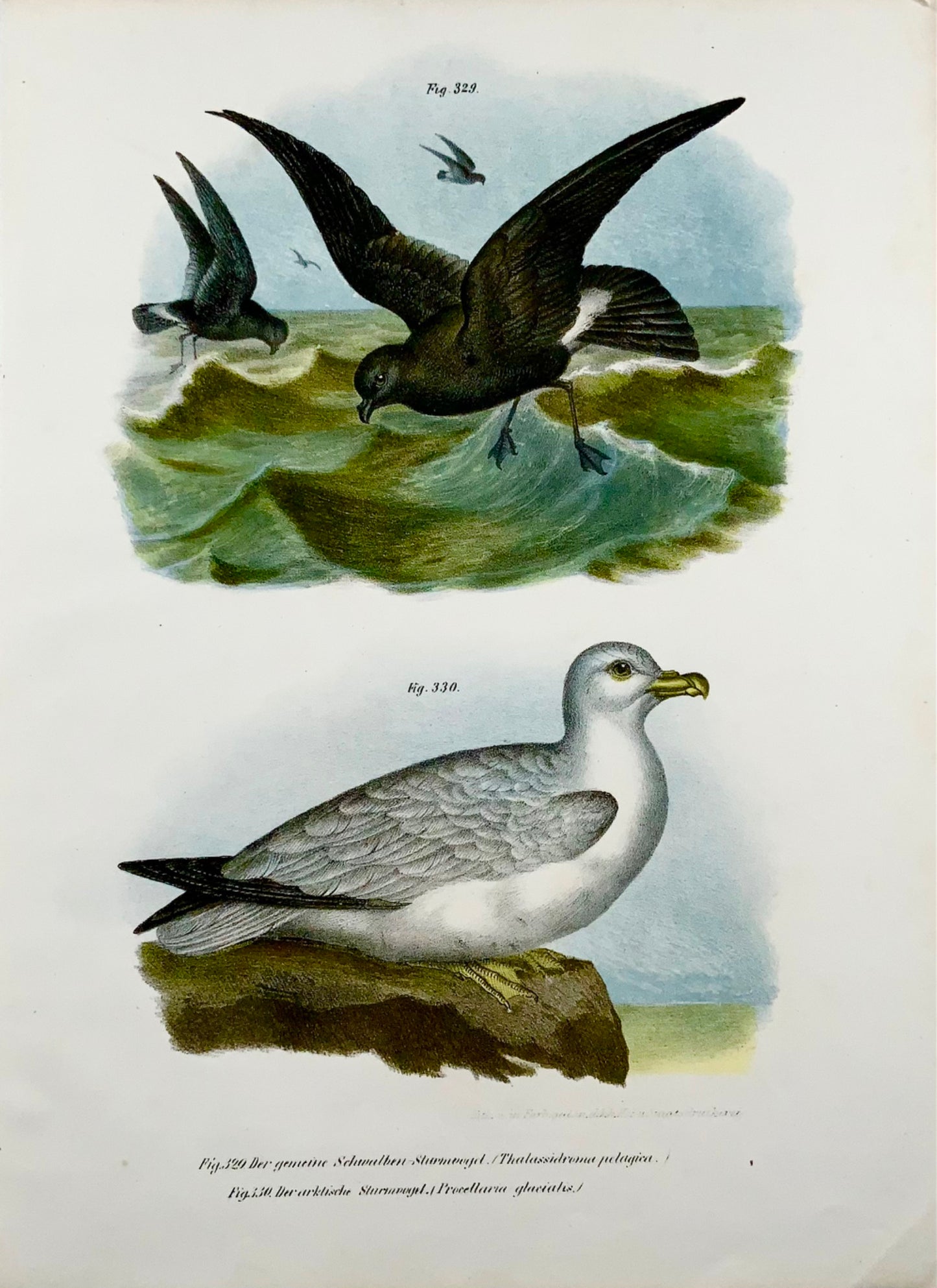 1860 PETRELS - Birds - Fitzinger FOLIO colour lithograph with hand colour