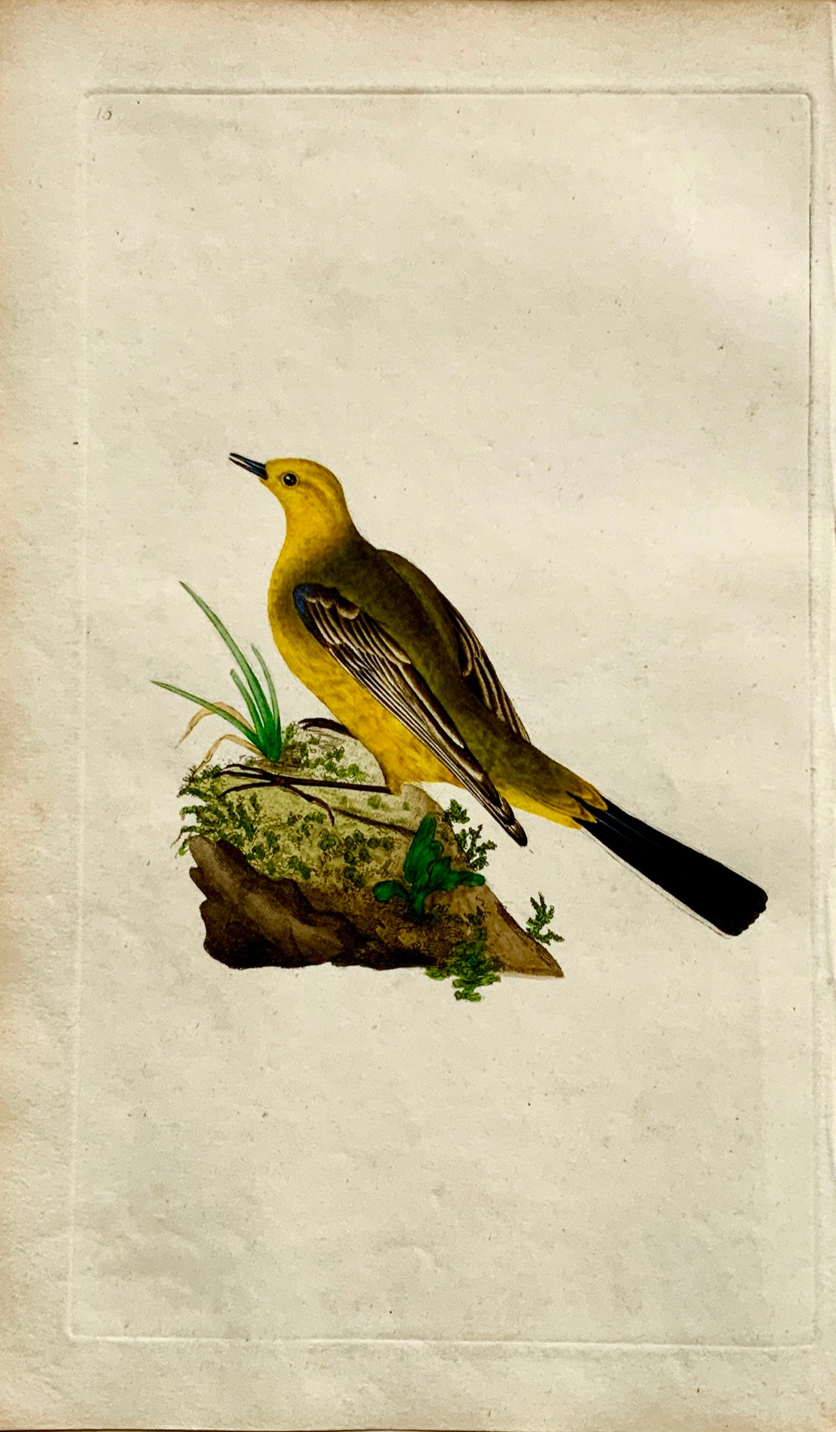 1794 Edward Donovan - YELLOW WAGTAIL Ornithology hand coloured copper engraving