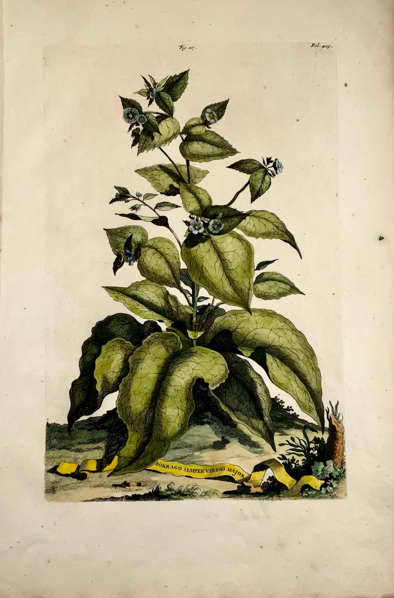 1696 Abraham Munting - Folio botanical - NON TI DIMENTICA DI ME Borrago semper virens - Botanica