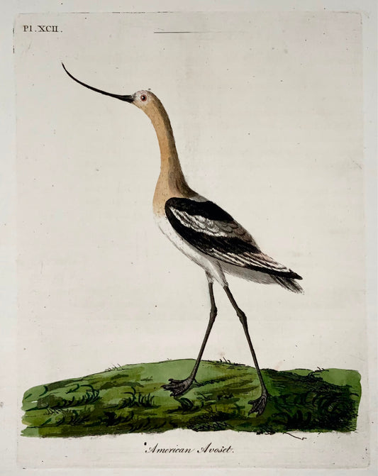 1785 Avocetta americana, John Latham, quarto, ornitologia, incisione colorata a mano