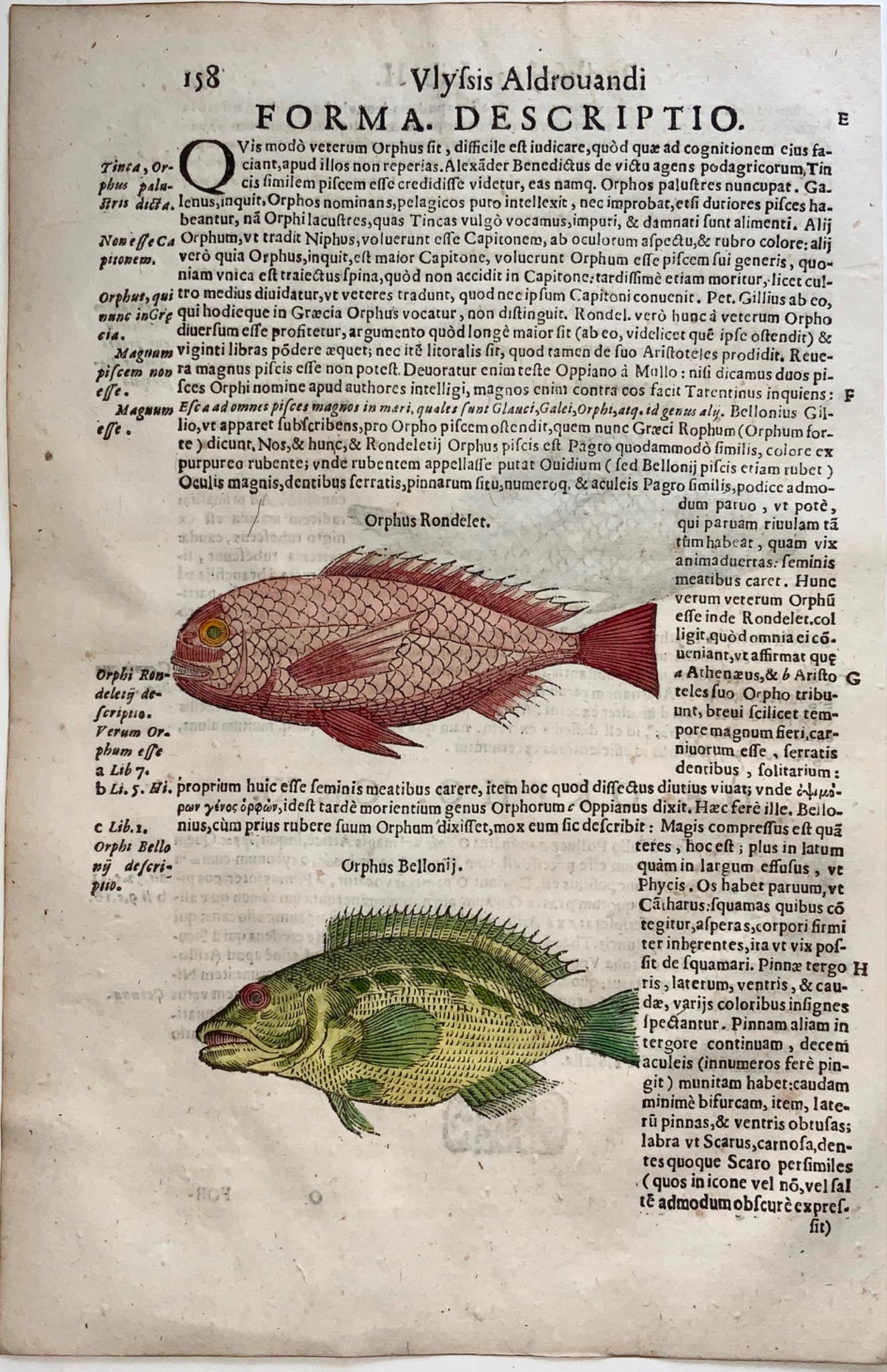 1638 ORFE Seabream Fish - Coriolano; Aldrovandi Large folio woodcut leaf