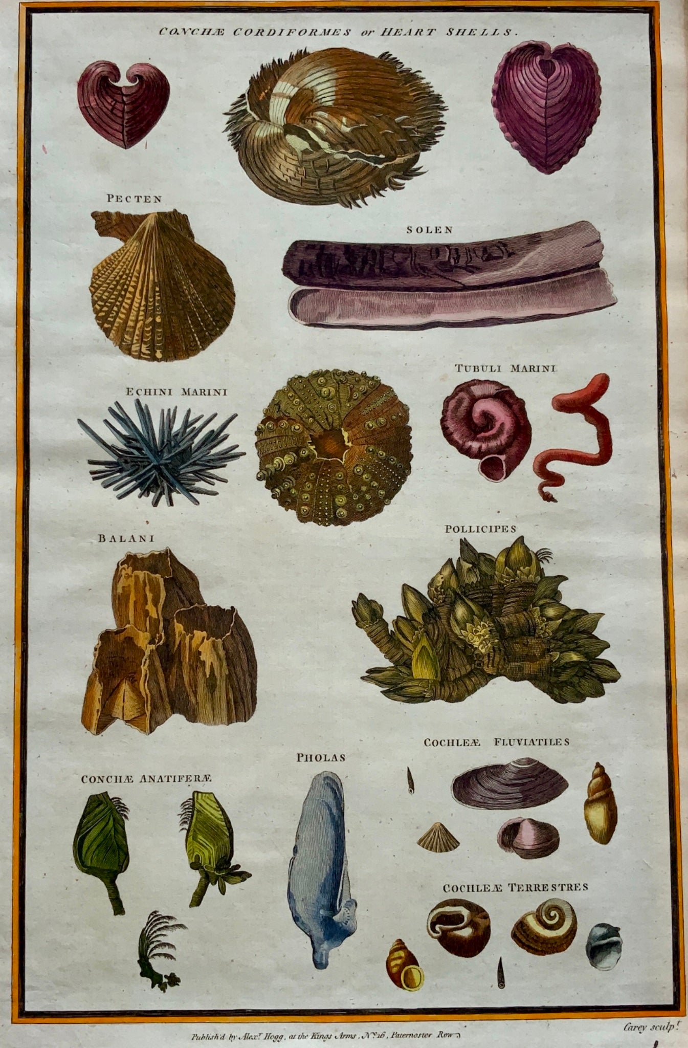 1782 SHELLS Conche Pecten Solen Sea Urn - Carey sculp. - Handcol. Folio - Marine Aquatic