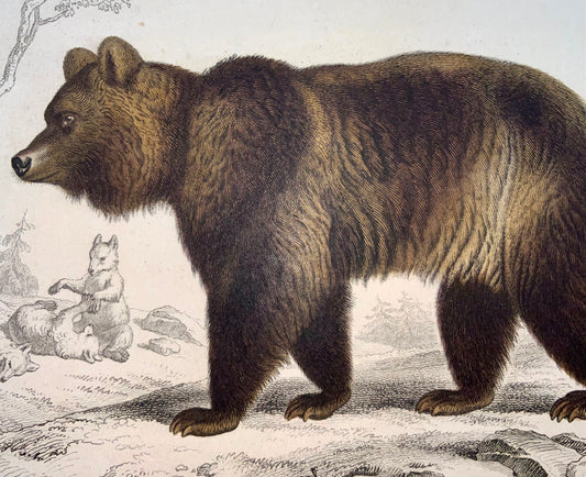 1840 Brown Bear, Ed Travies [b1809], original hand colour, mammal