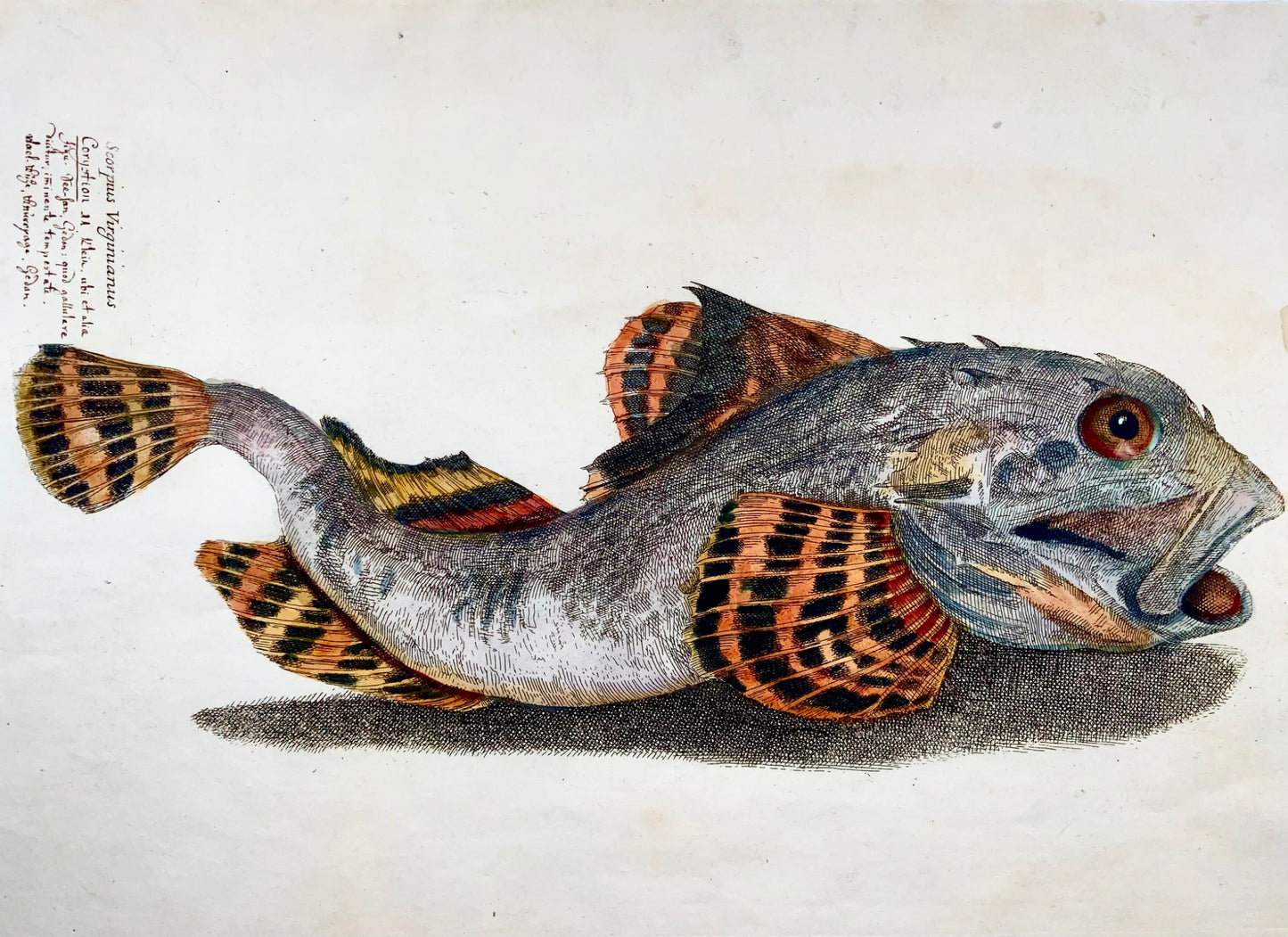 1686 Shorthorn sculpin, hand-coloured folio, Paul Somers for Francis Willughby, fish
