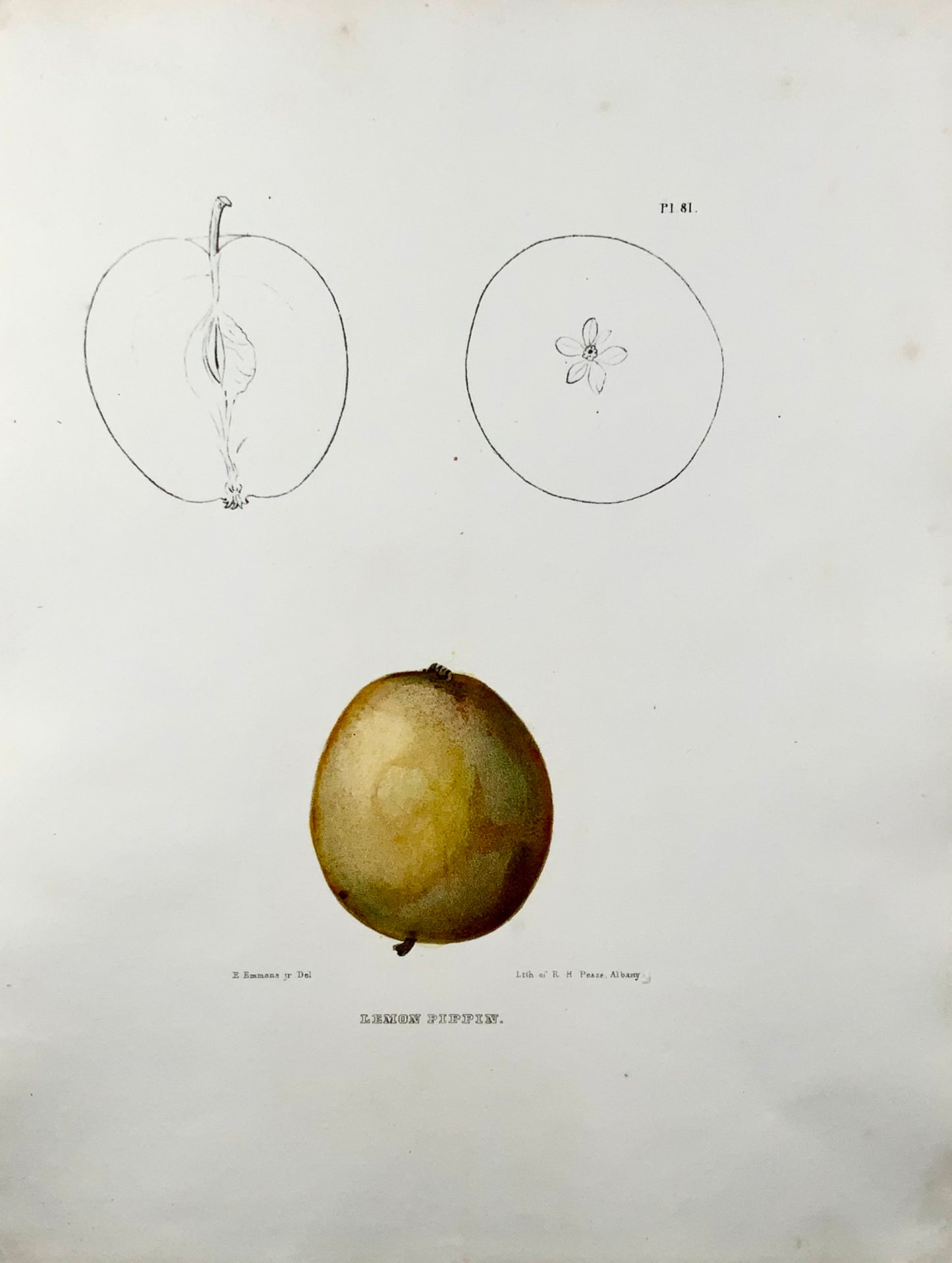 1830 c Pease lit; Emmons - Frutta: Apple Pippin - litografia in pietra colorata a mano