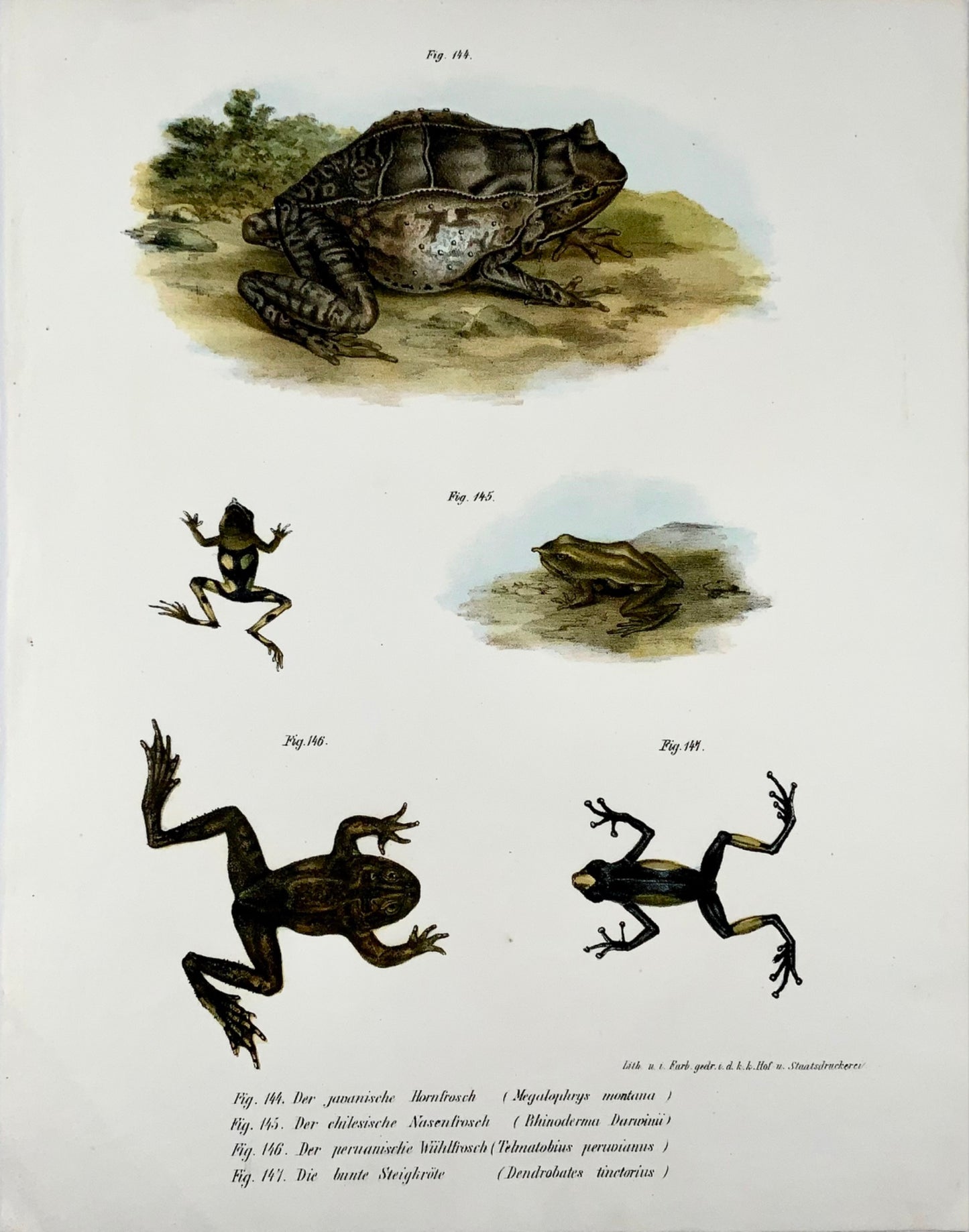 1860 Rane, anfibi, Fitzinger, litografia a colori rifinita a mano
