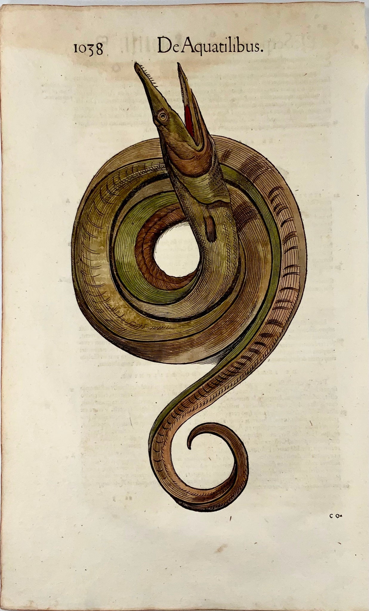1558 Sea Serpent, Conrad Gesner, folio woodcut, hand coloured, First State