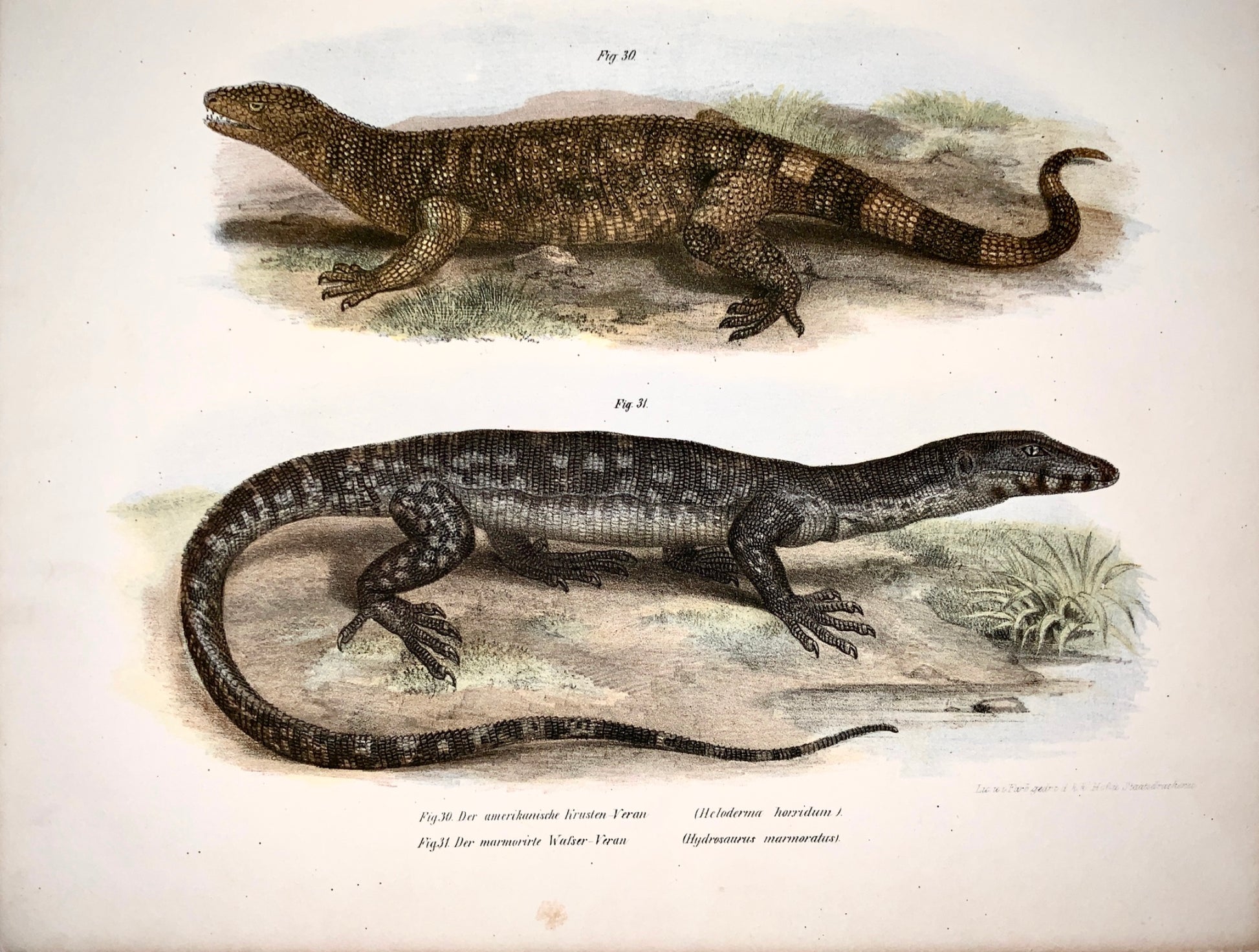 1860 LIZARDS: Gila monster, Sailfin Dragons Fitzinger FOLIO colour lithograph - Reptiles