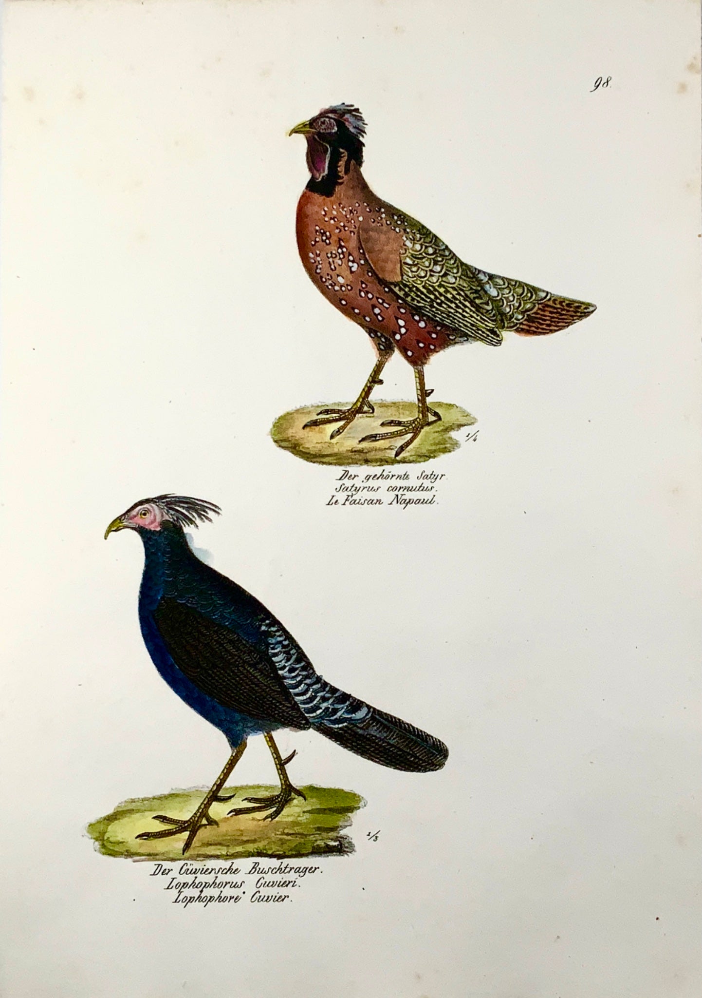 1830 MONAL PHEASANT Ornithology Brodtmann hand coloured FOLIO lithograph